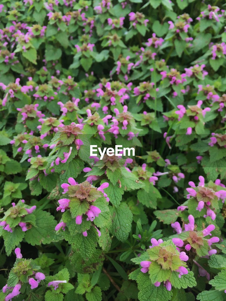 High angle view of pink flowering plants