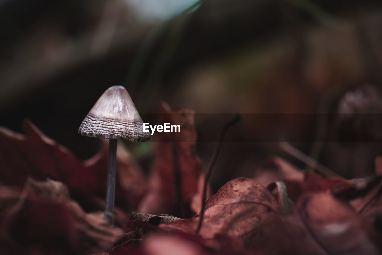 Close-up of mushroom growing in garden