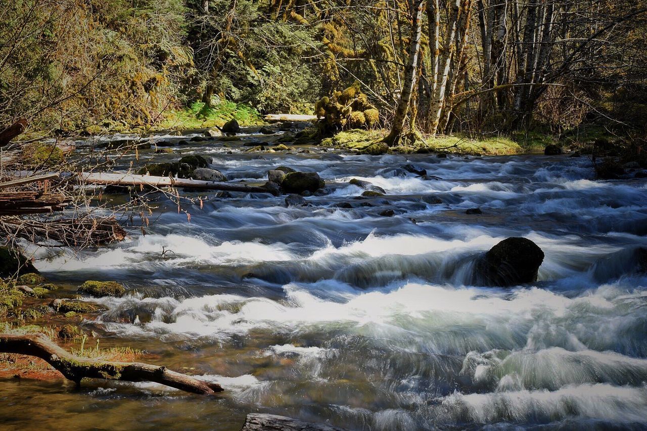 SCENIC VIEW OF STREAM IN FOREST