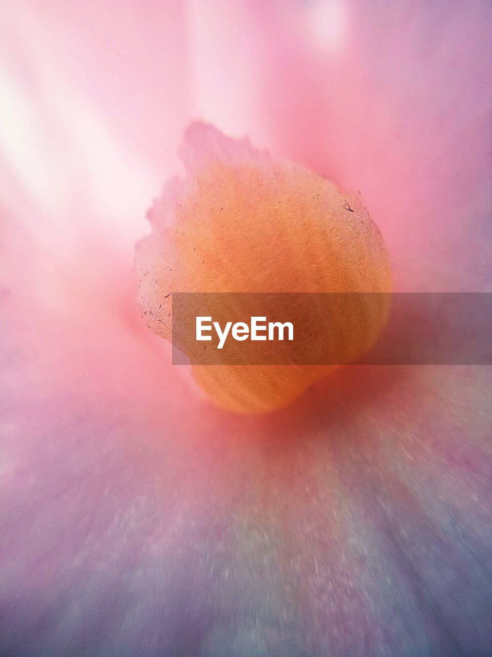 CLOSE-UP OF PINK FLOWER HEAD