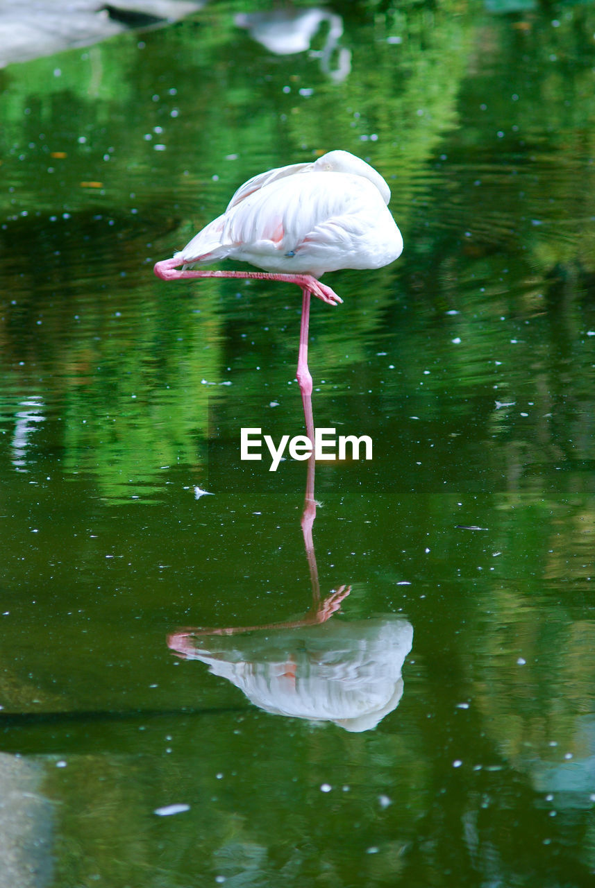 CLOSE-UP OF DUCK IN WATER