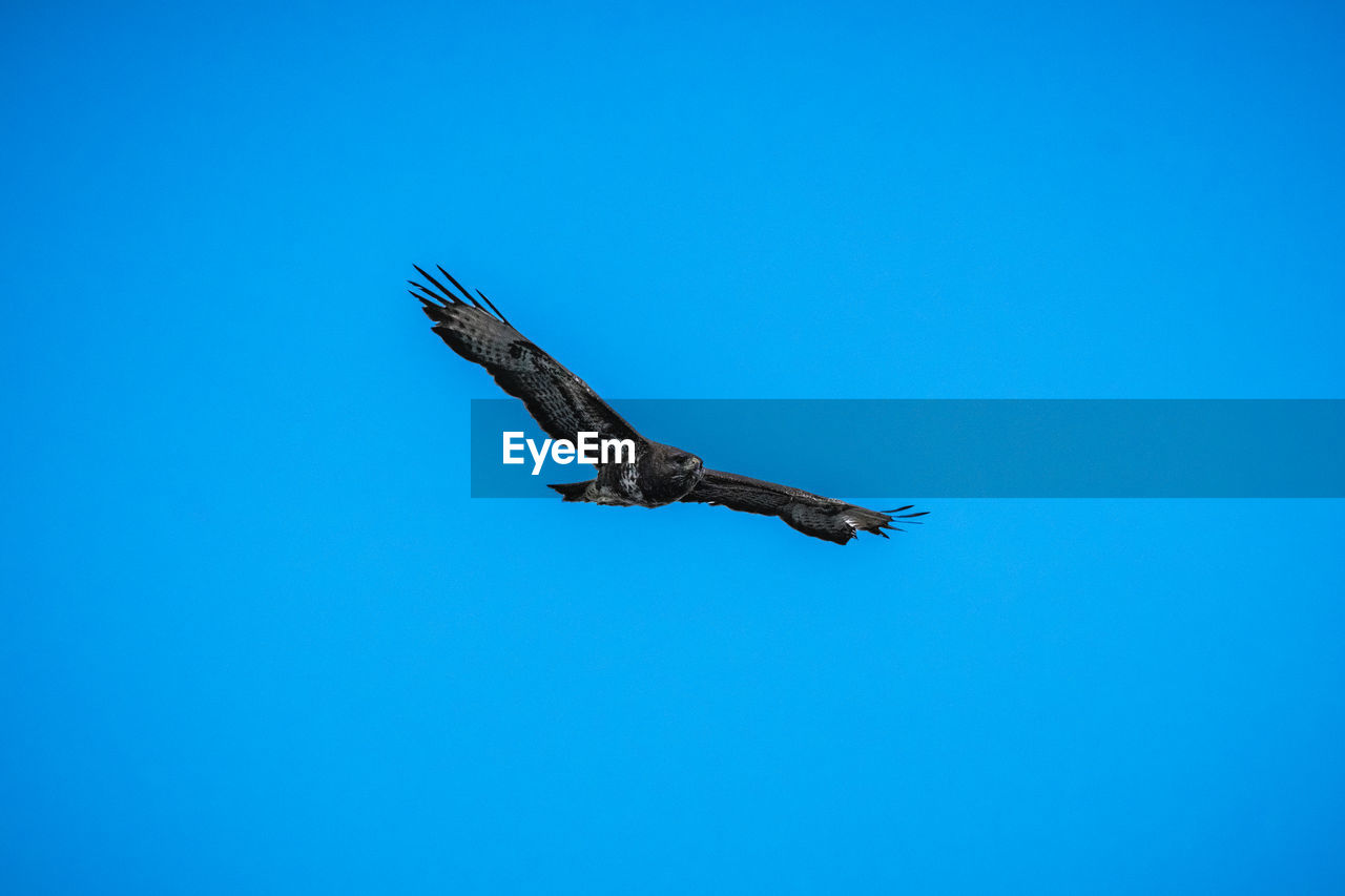 Low angle view of buzzard flying in sky