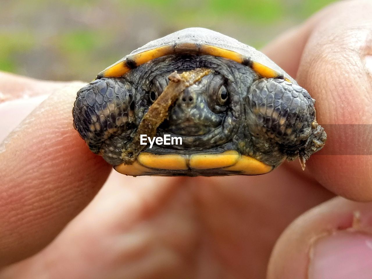 Close-up of hand holding turtle