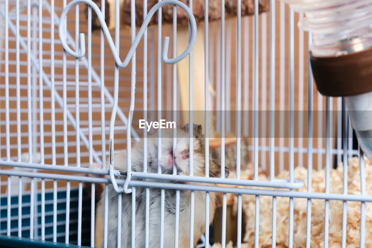 CAT LOOKING AWAY IN CAGE AT HOME