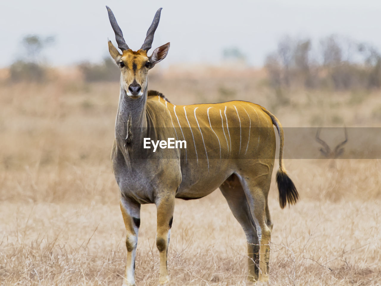 Portrait of antelope standing on field
