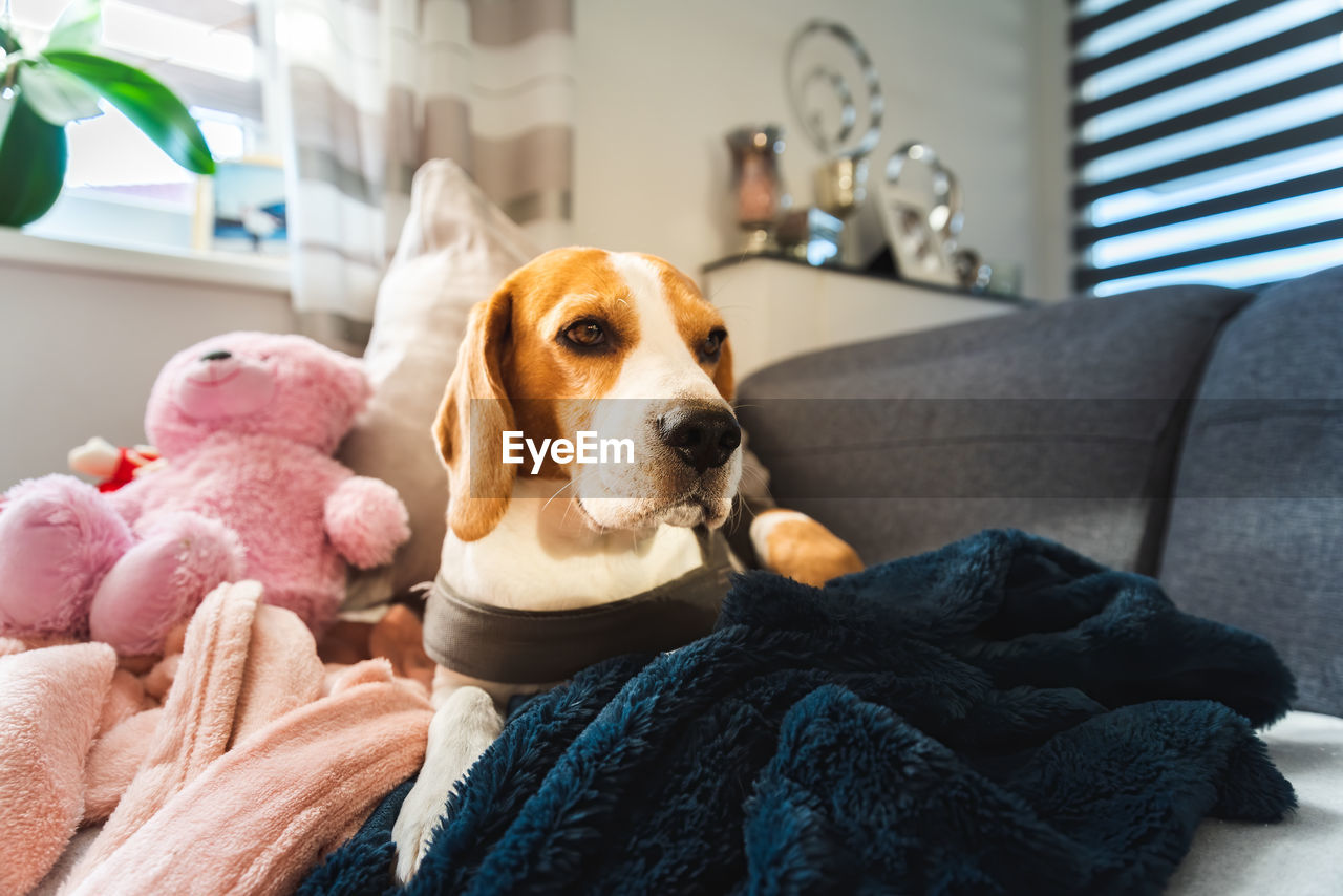 Beagle dog tired after walk lying on a sofa in bright interior. canine concept