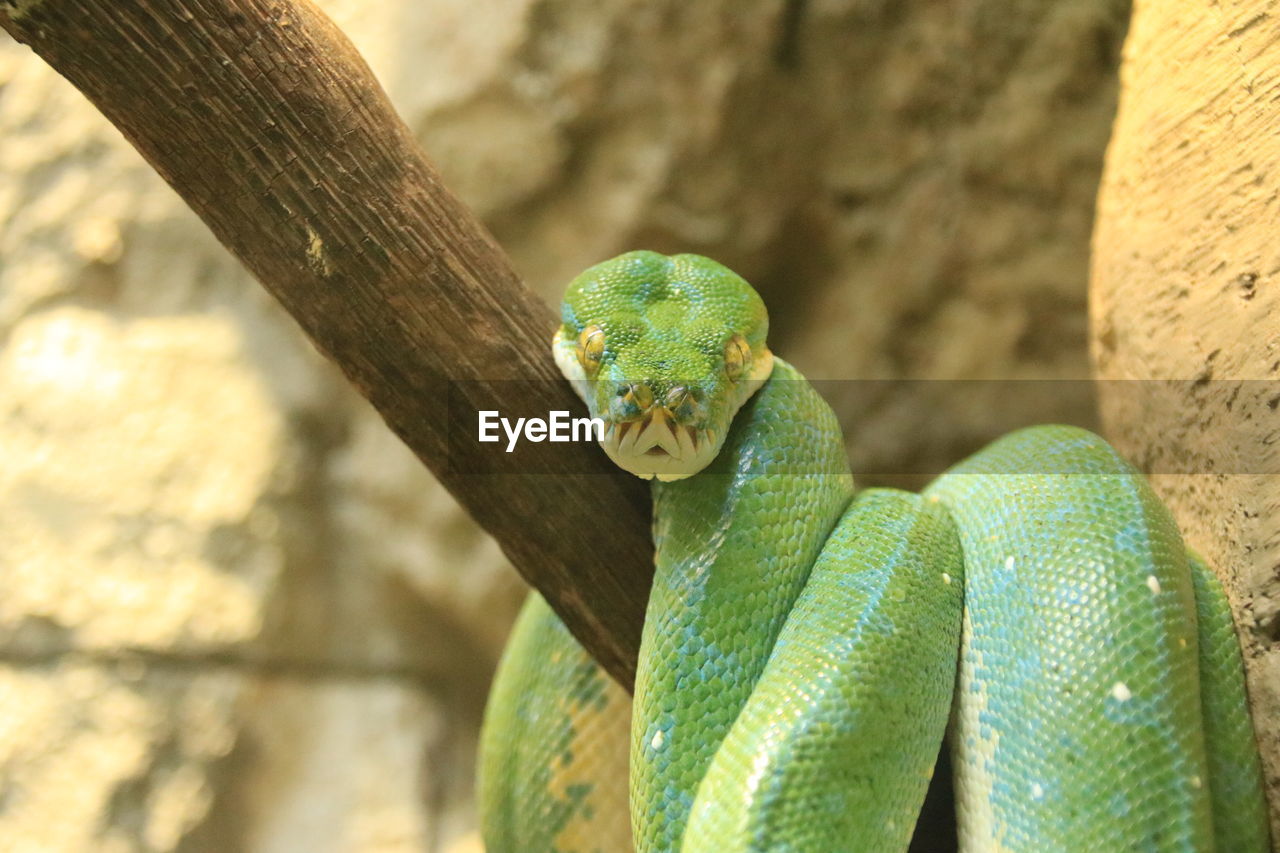 Close-up of snake on tree branch in zoo