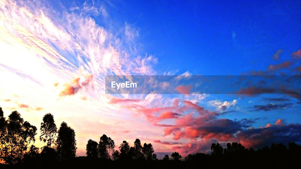 SILHOUETTE OF TREES AT SUNSET