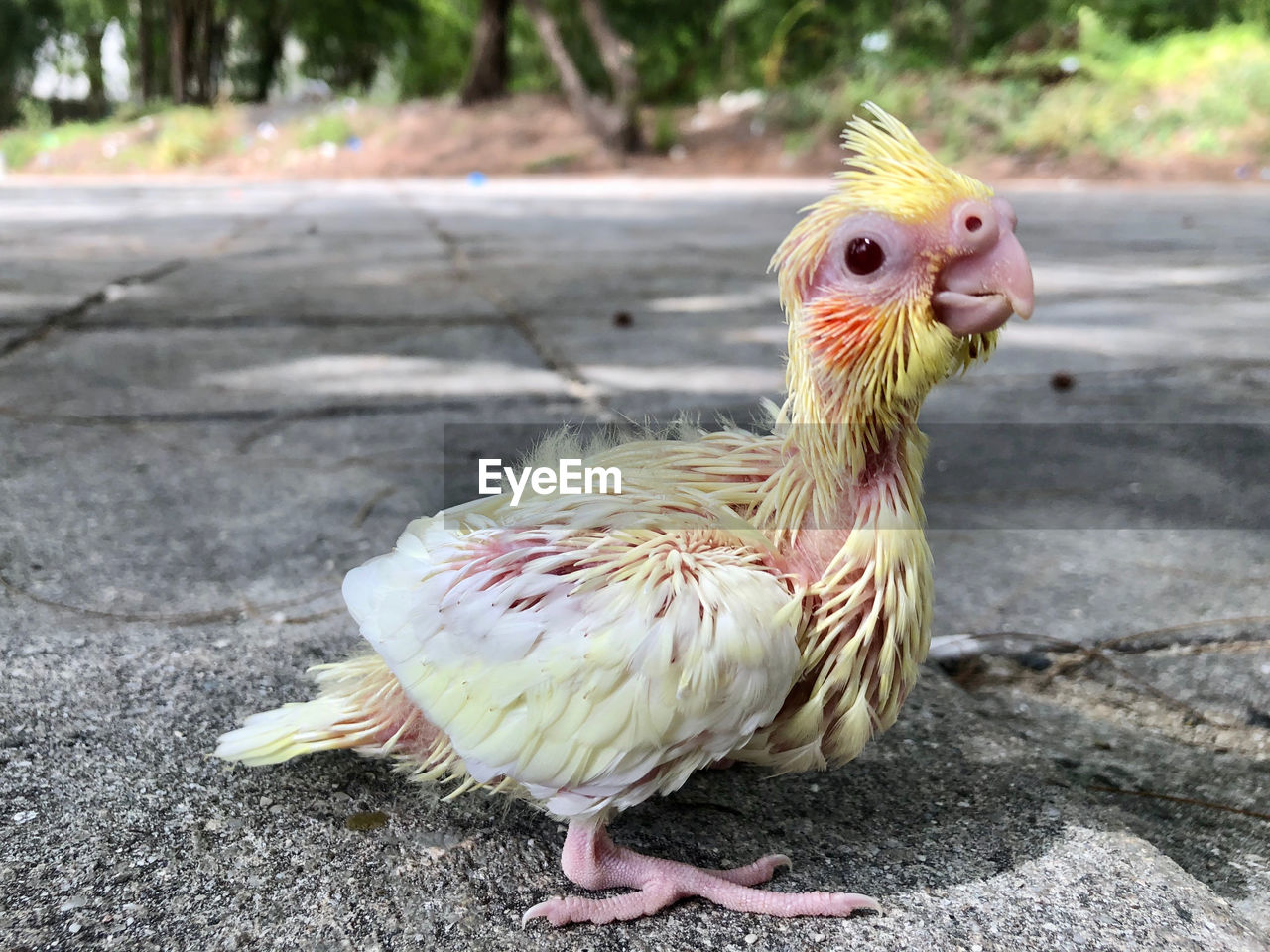 Close-up of a bird