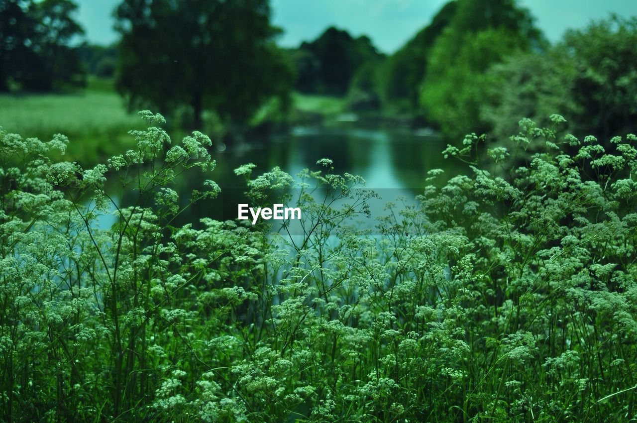 Plants growing by lake