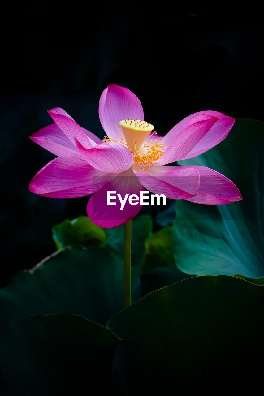 Close-up of lotus blooming outdoors