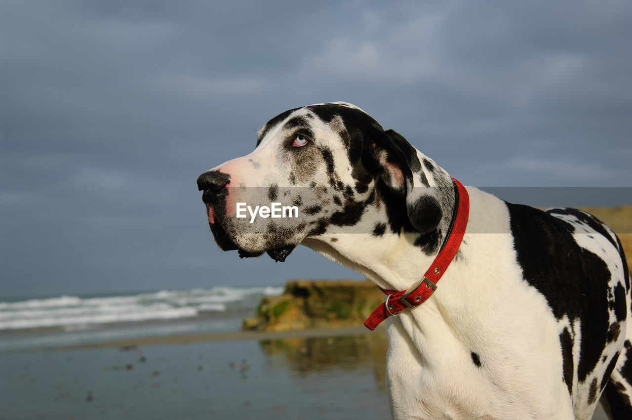 Close-up of dalmatian dog