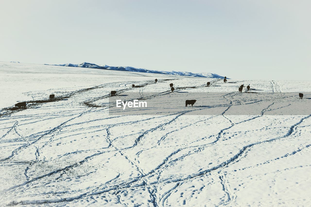 Cows standing on snow covered field against clear sky