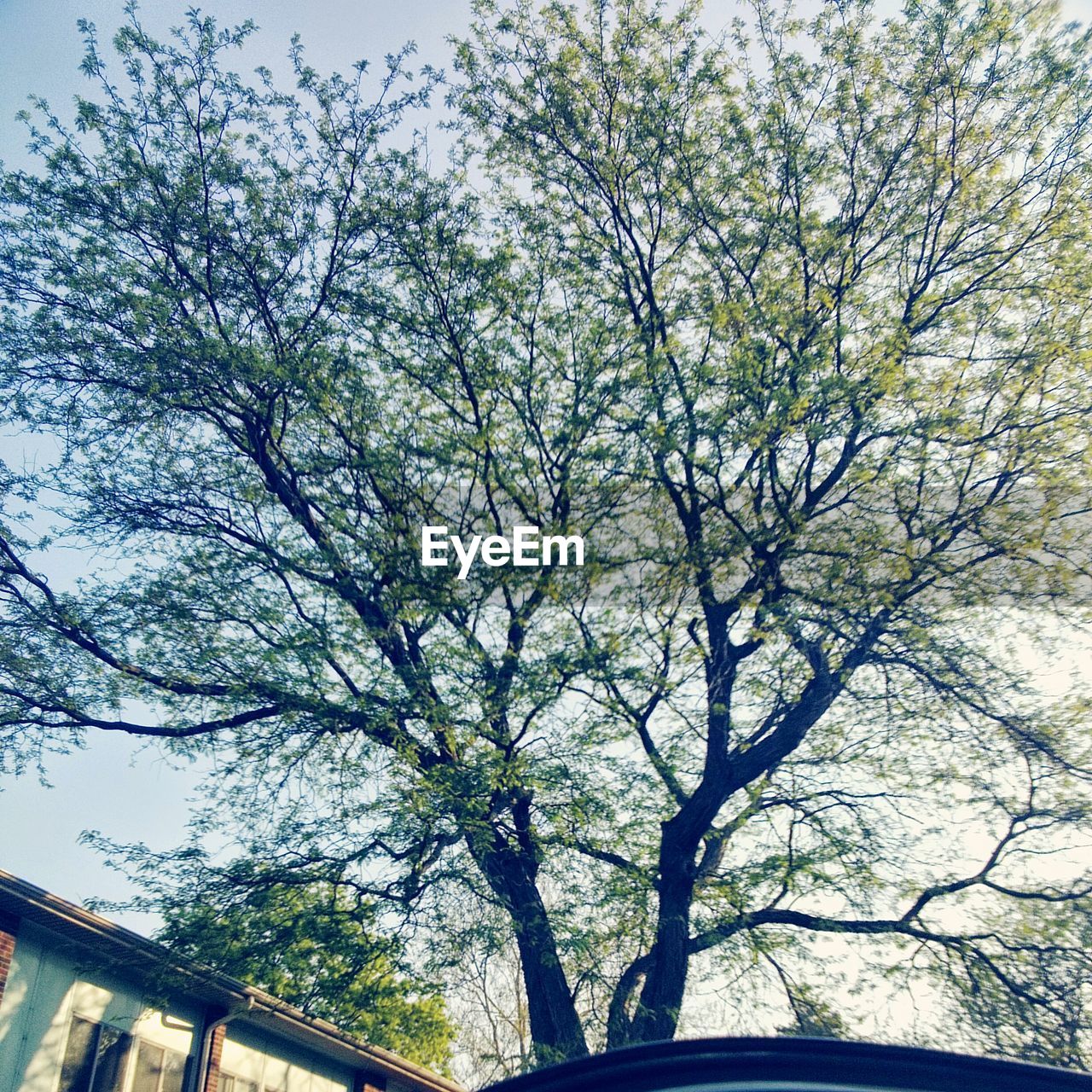 Low angle view of trees against the sky