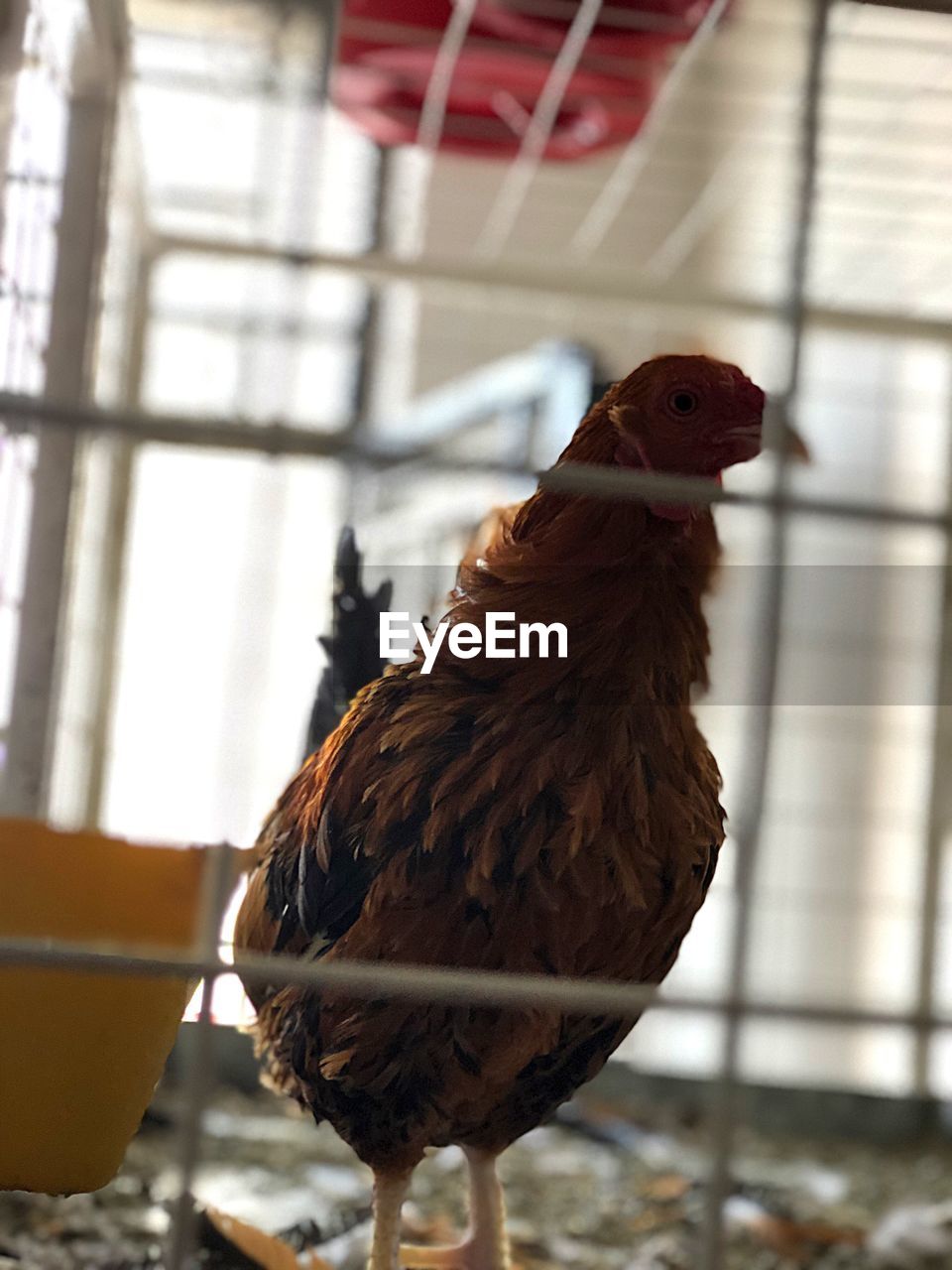 Close-up of a bird in cage