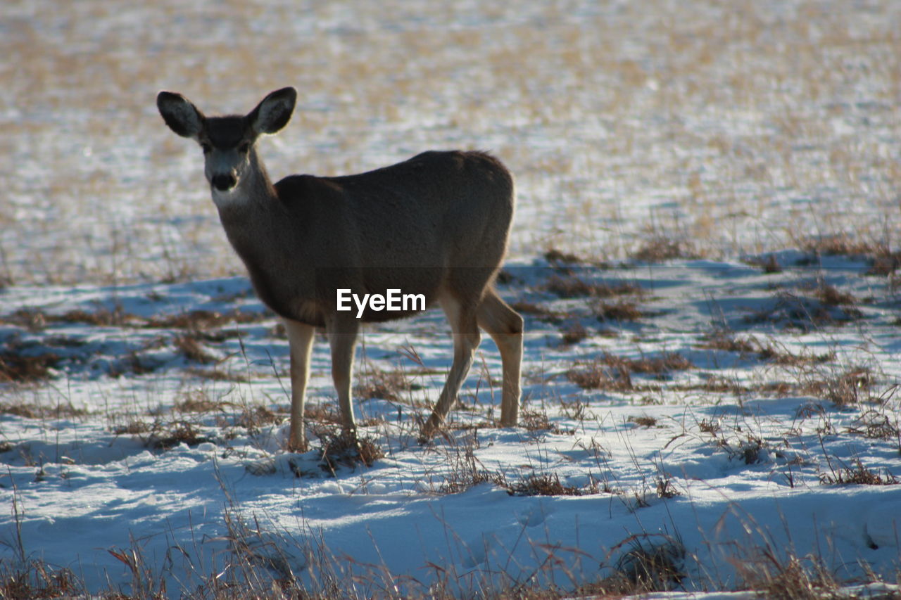DEER STANDING IN SNOW COVERED LAND