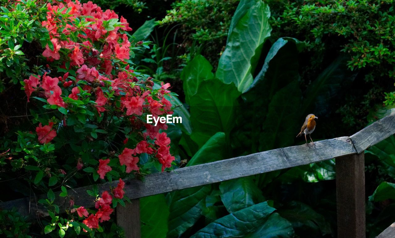 BIRD PERCHING ON PLANT