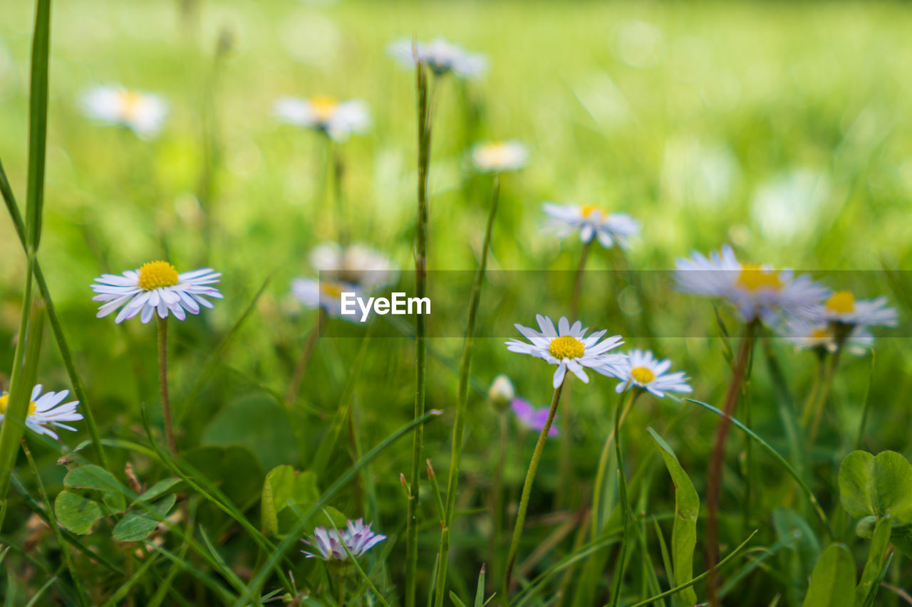 Close-up of white flowering plant on field