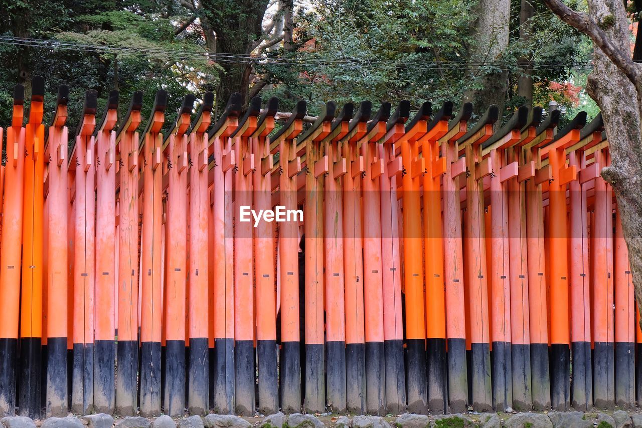CLOSE-UP OF ORANGE PLANTS AGAINST BLURRED BACKGROUND