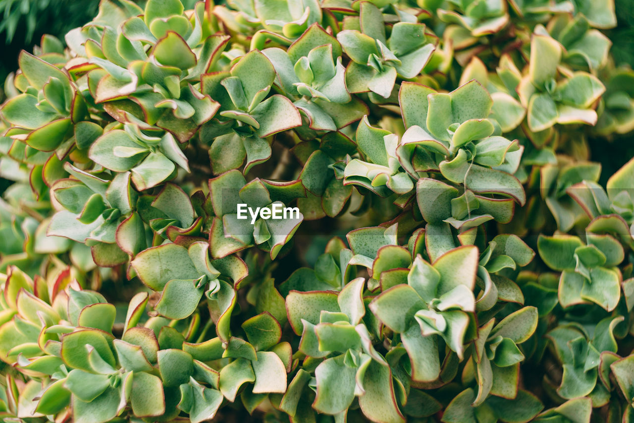 FULL FRAME SHOT OF SUCCULENT PLANT