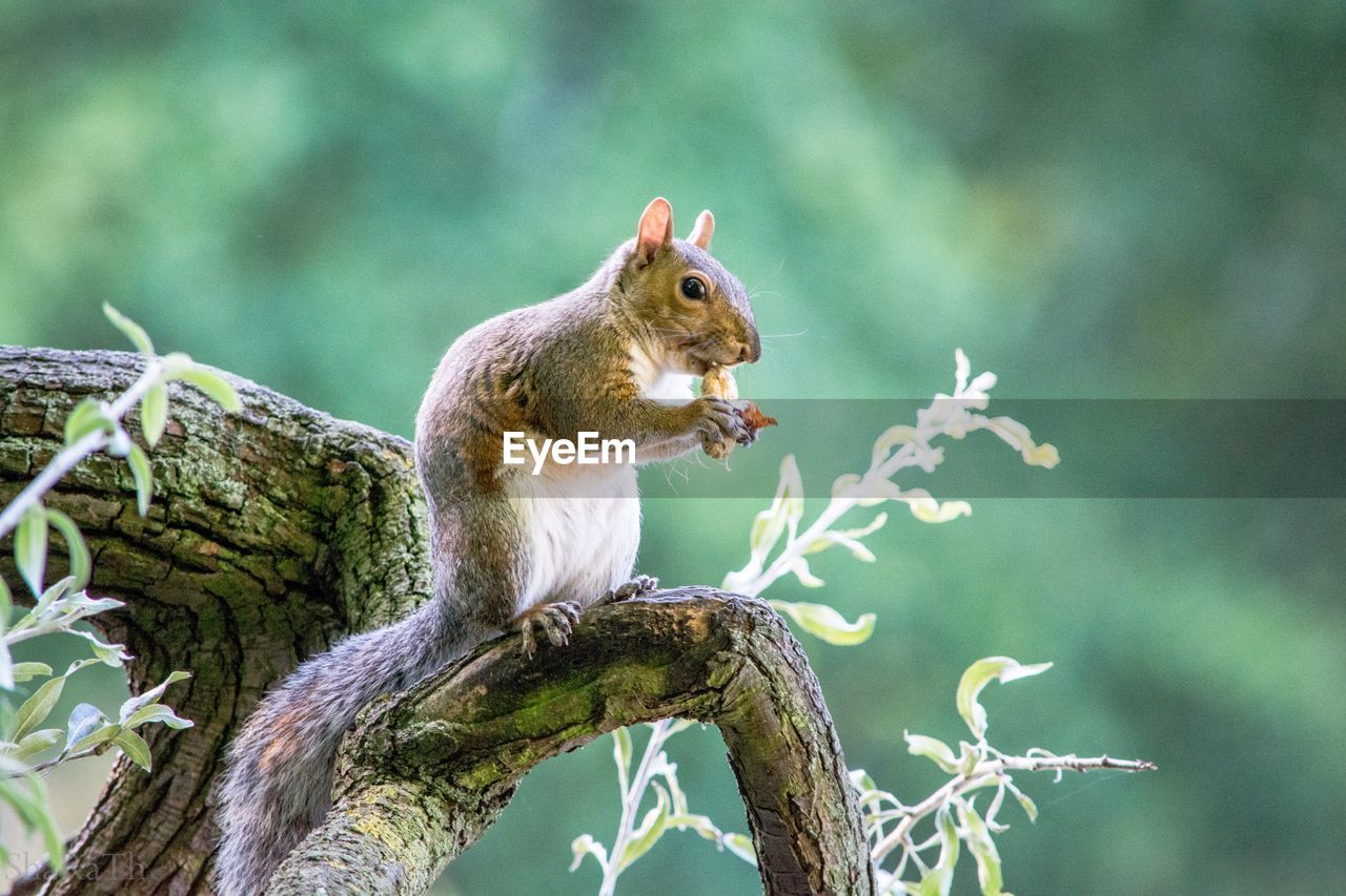 Close-up of squirrel on tree