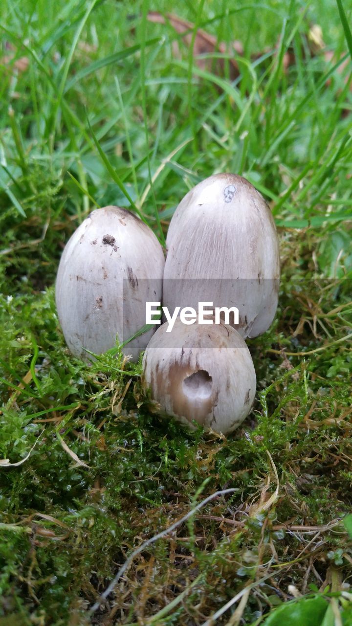 MUSHROOMS GROWING ON GRASSY FIELD