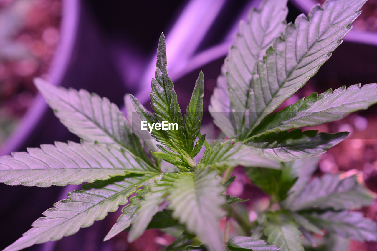 Cannabis , marijuana plant growing indoor imagw of a