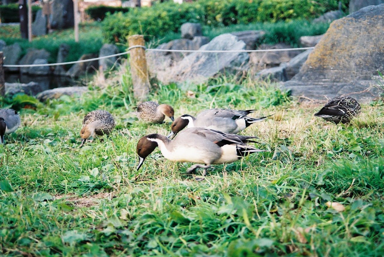 FLOCK OF BIRDS ON FIELD