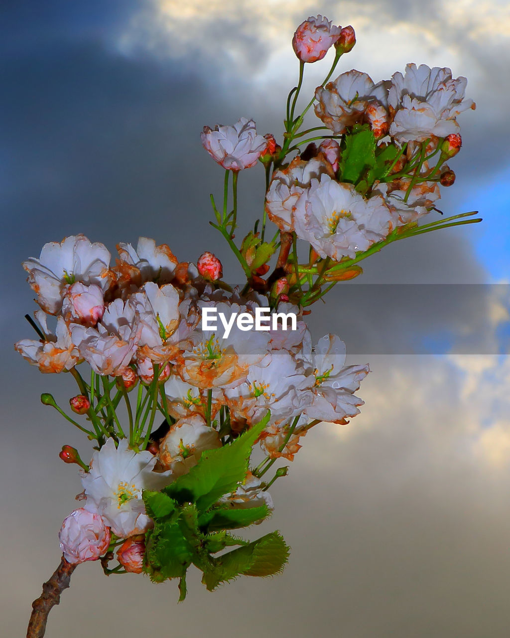 CLOSE-UP OF CHERRY BLOSSOMS AGAINST TREE