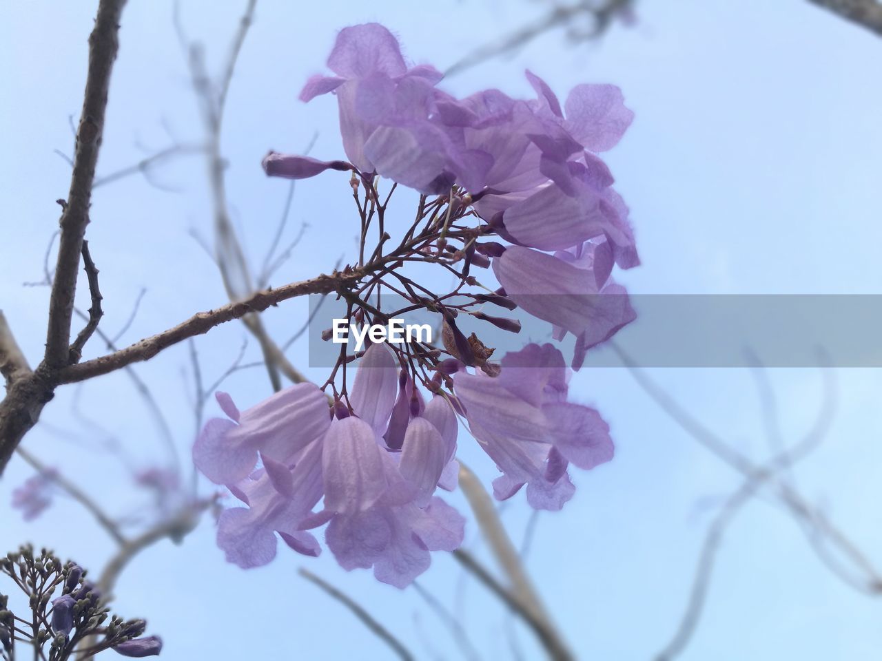 LOW ANGLE VIEW OF PINK FLOWERS BLOOMING ON BRANCH