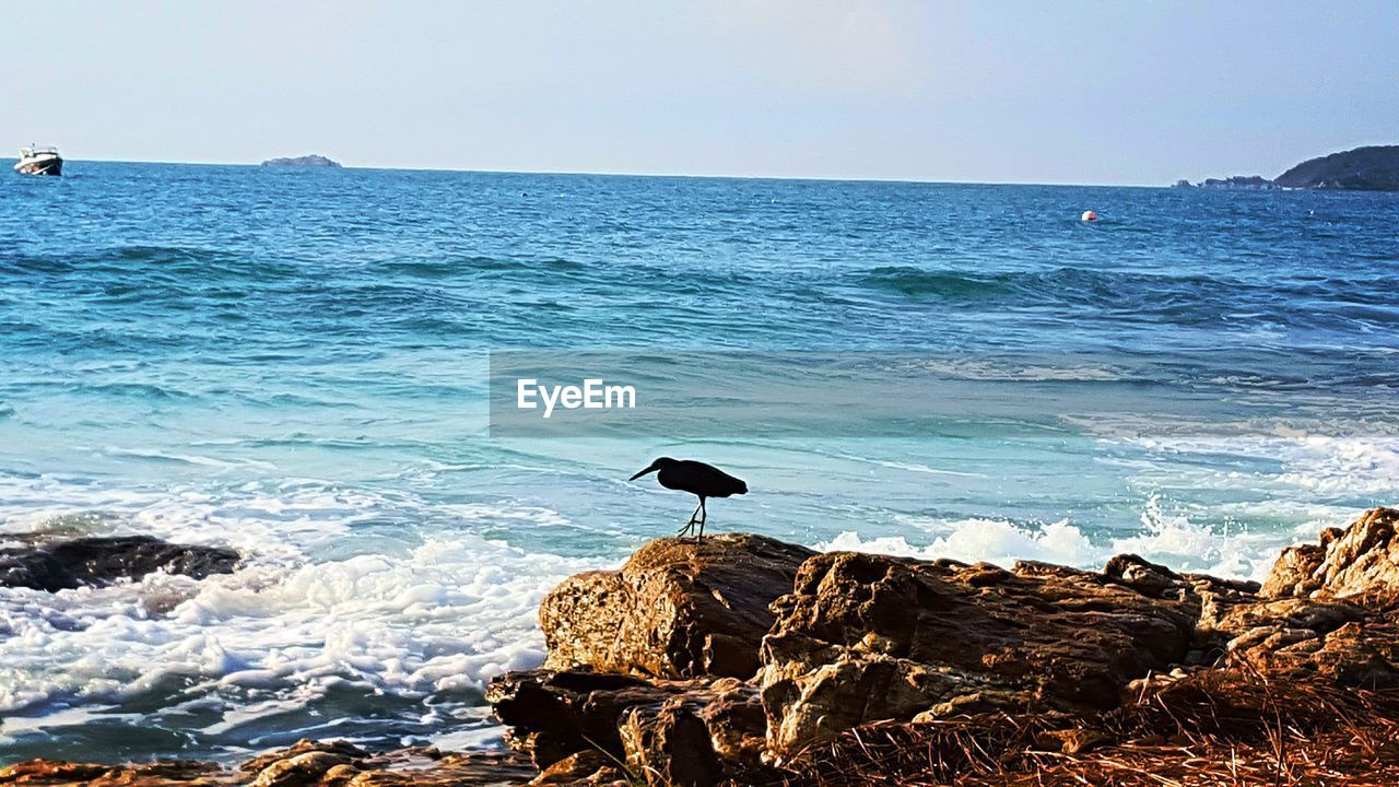 BIRD PERCHING ON BEACH AGAINST SEA