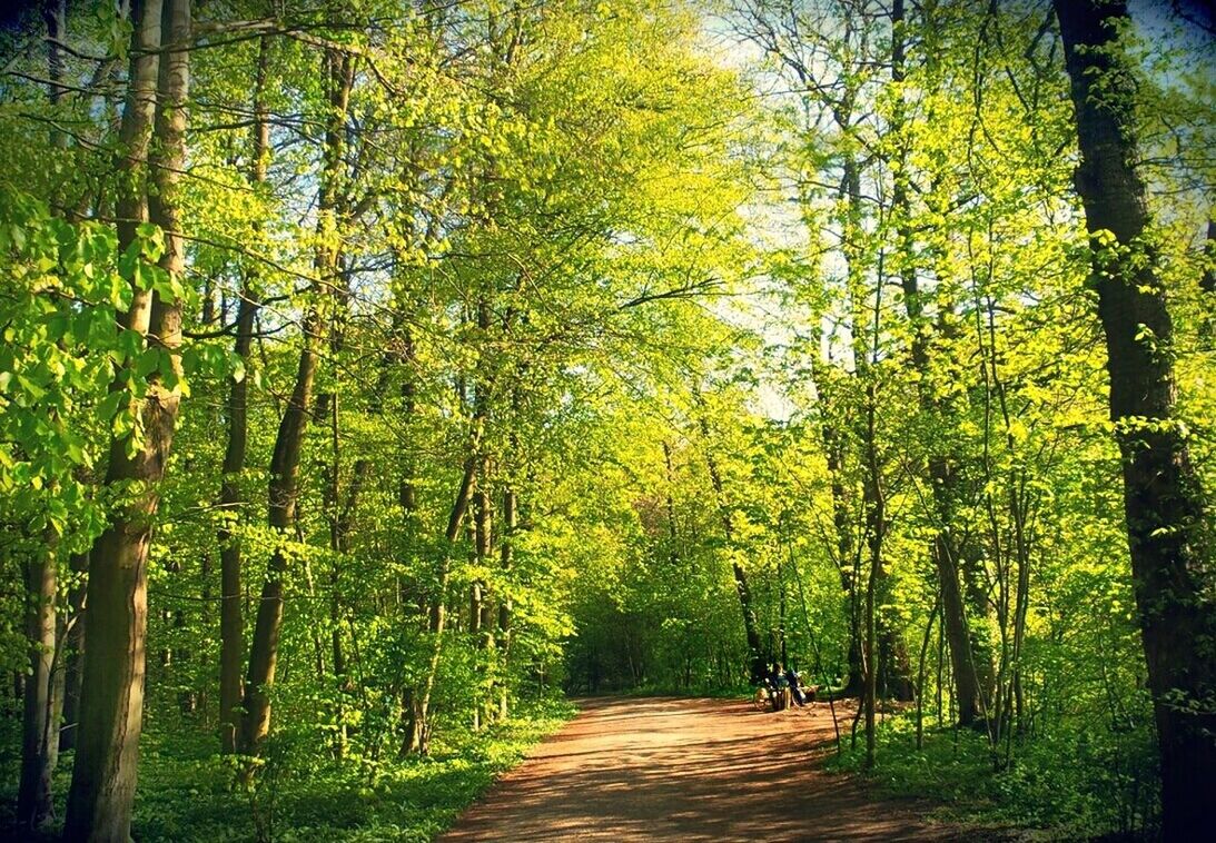 NARROW WALKWAY ALONG TREES IN PARK