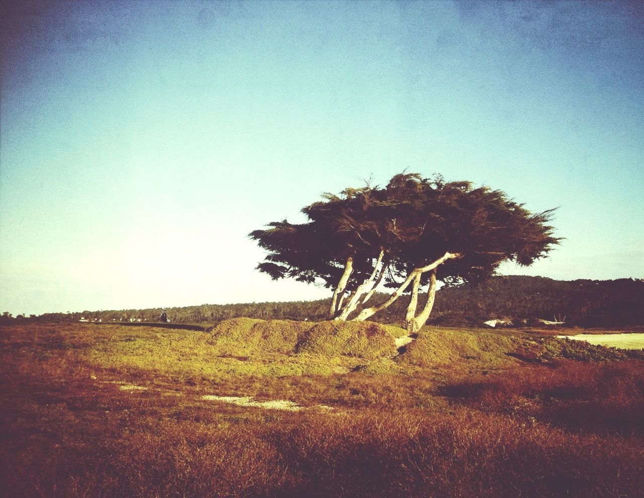Lone tree on open landscape against sky