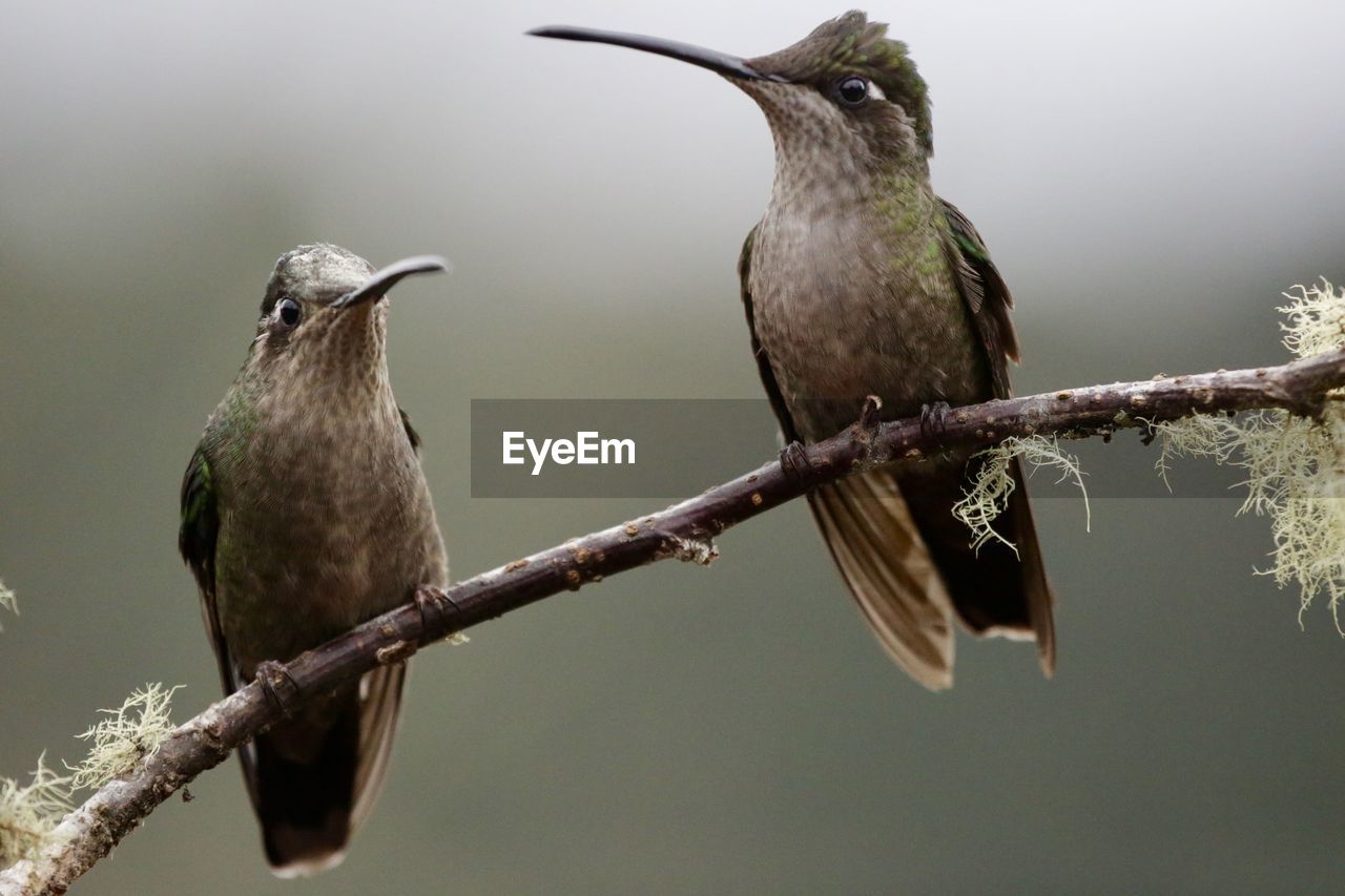 CLOSE-UP OF BIRD PERCHING ON TREE BRANCH