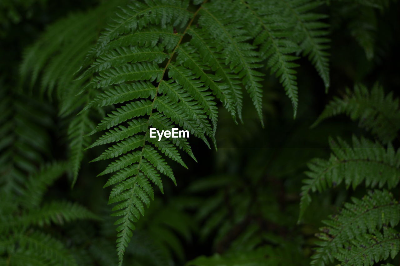 Close-up of fern leaves