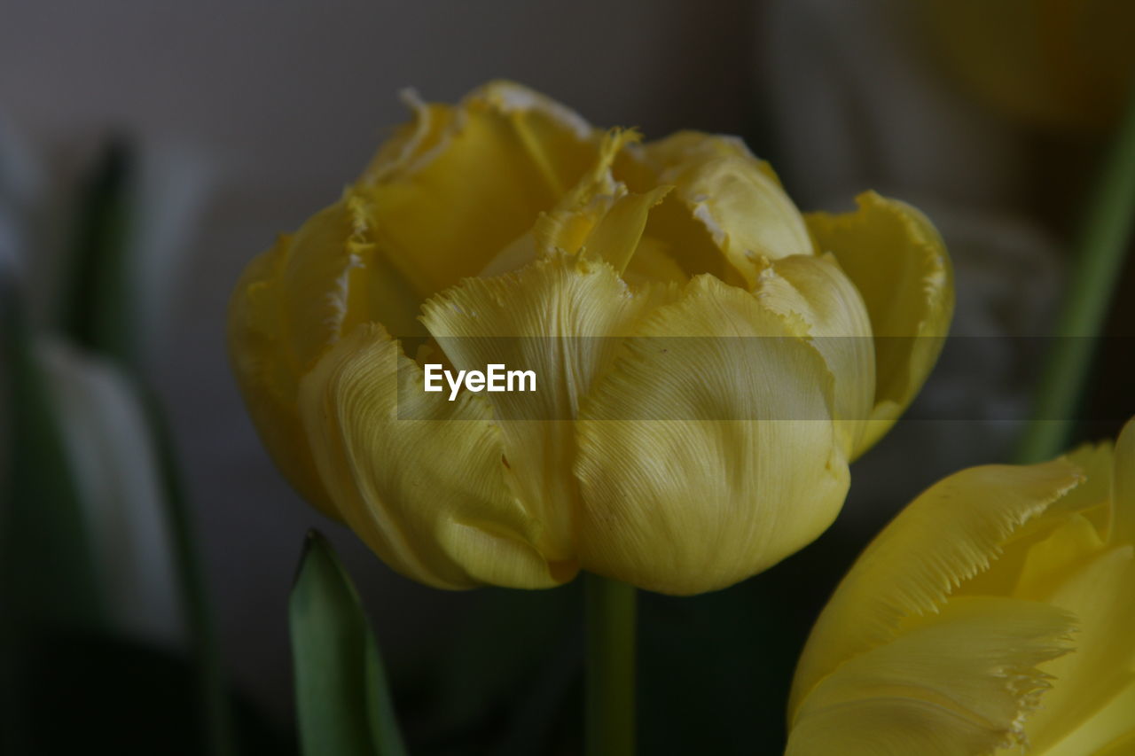 Yellow tulip