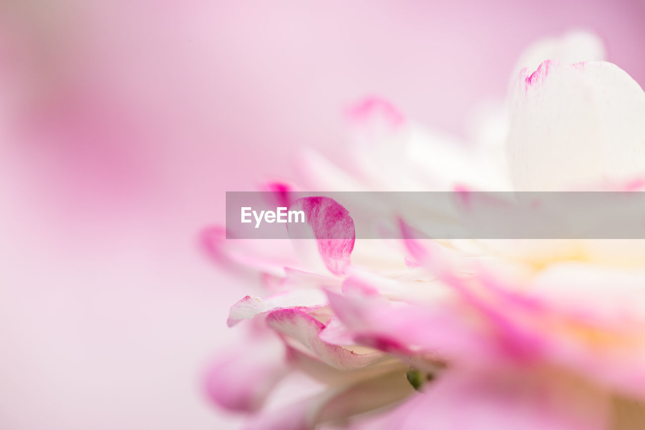 pink, flower, plant, flowering plant, freshness, beauty in nature, blossom, close-up, nature, fragility, selective focus, macro photography, pastel colored, springtime, petal, no people, backgrounds, softness, macro, defocused, flower head, growth, purple, inflorescence, outdoors, copy space, extreme close-up, multi colored, vibrant color, lilac, magenta, summer, scented, food and drink, tranquility