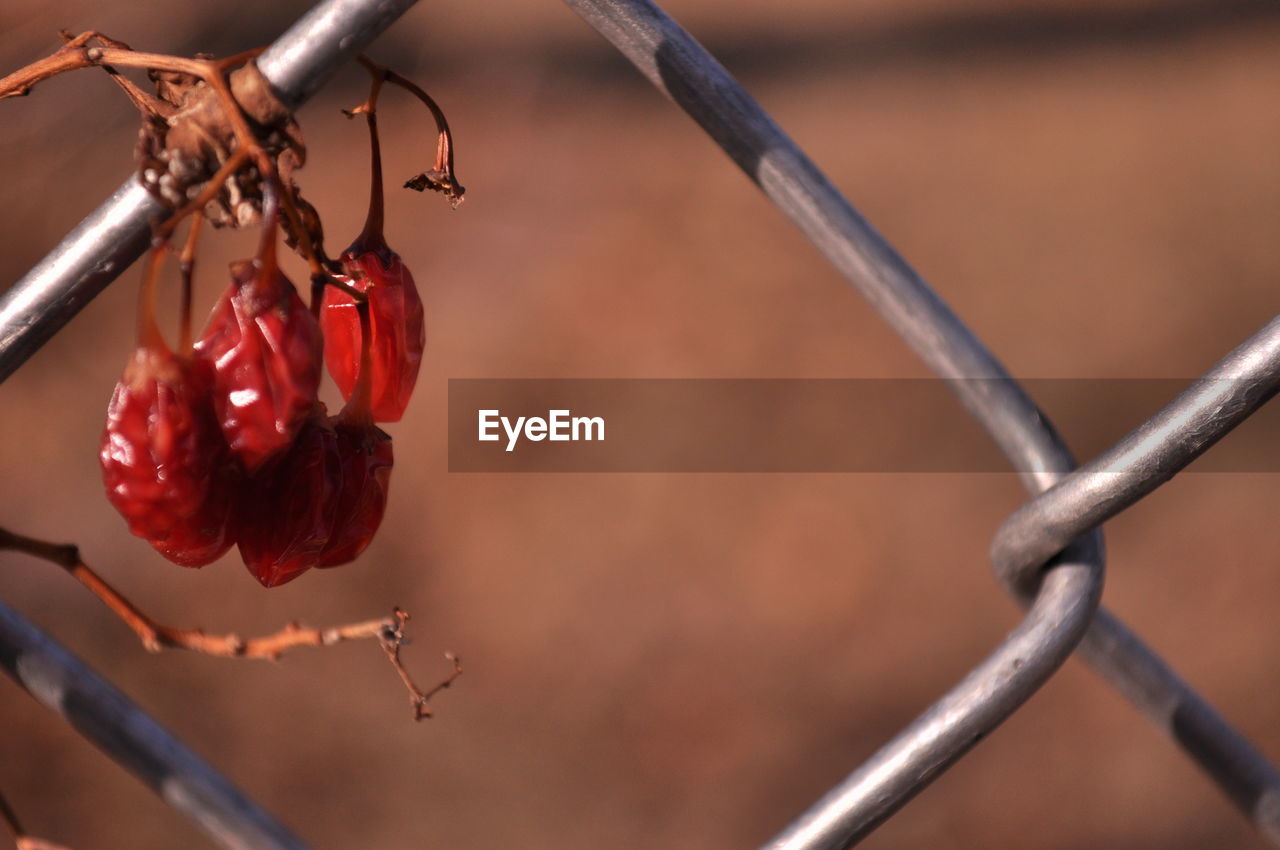 Close-up of dry red fruits on chainlink fence