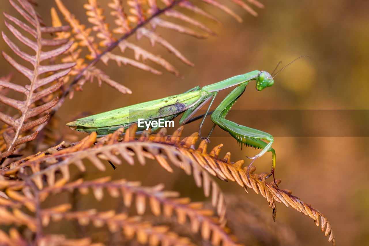 CLOSE-UP OF GRASSHOPPER