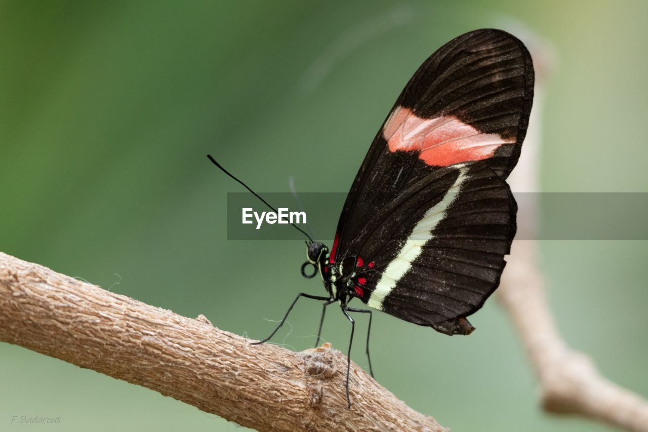 CLOSE-UP OF BUTTERFLY PERCHING ON LEAF
