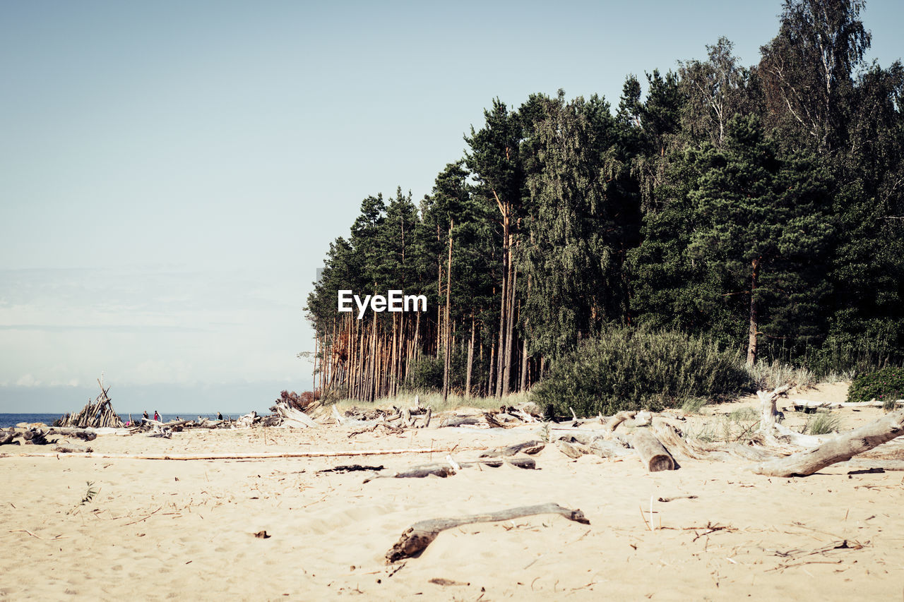 TREES ON BEACH AGAINST SKY