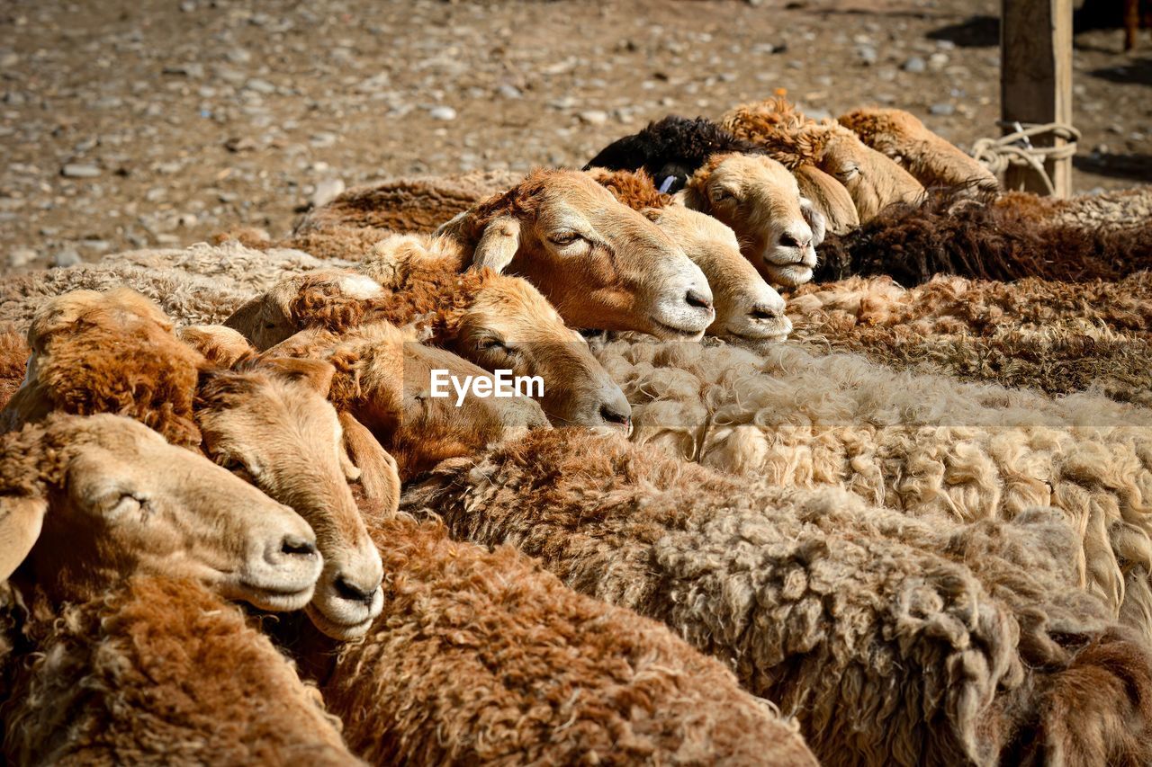 flock of sheep on field