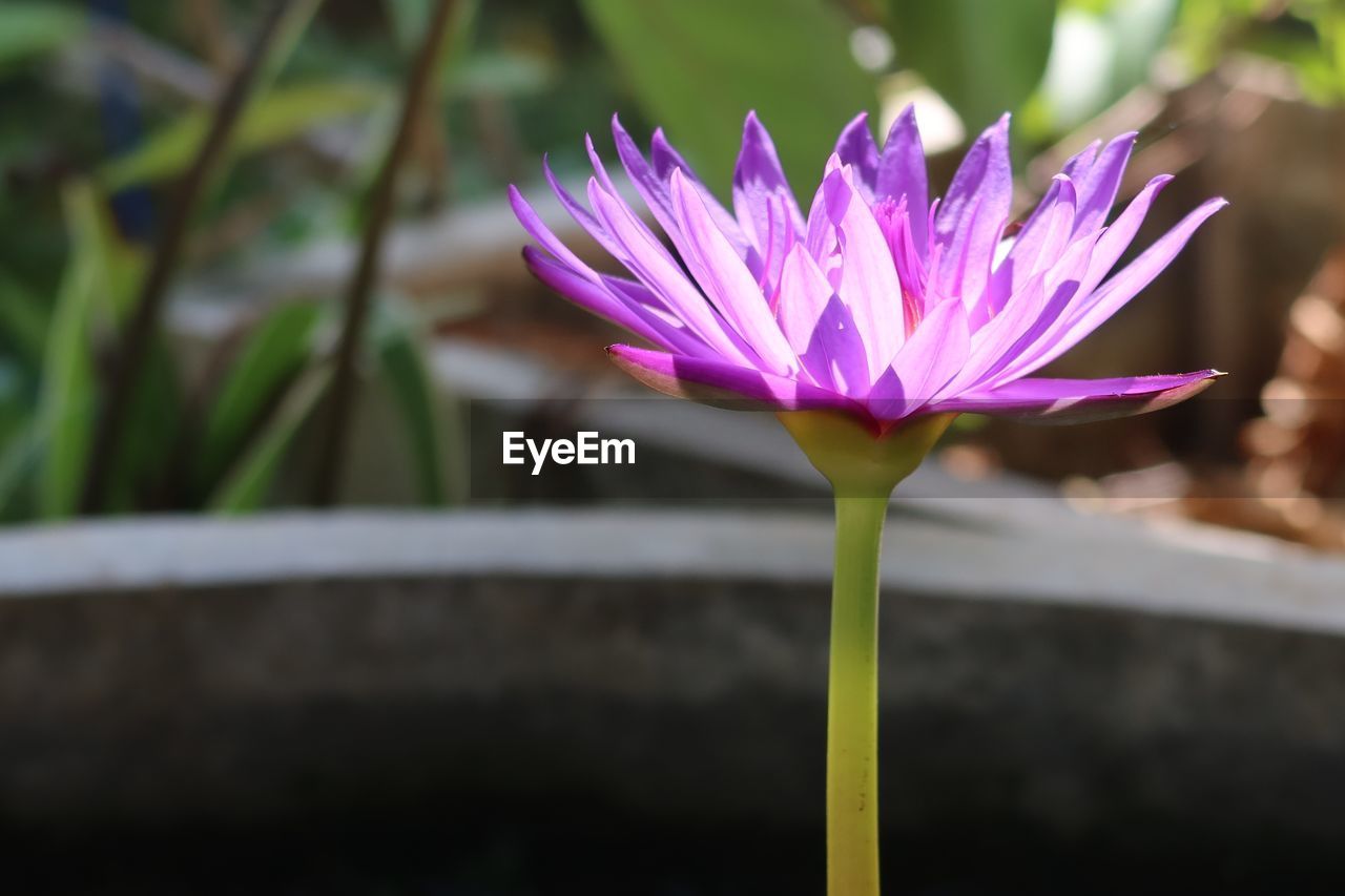 flower, flowering plant, plant, freshness, beauty in nature, close-up, fragility, petal, nature, flower head, purple, macro photography, inflorescence, growth, pink, focus on foreground, water lily, water, no people, blossom, outdoors, springtime, botany, day, leaf, lake, magenta, lotus water lily, plant stem, wildflower, plant part, yellow