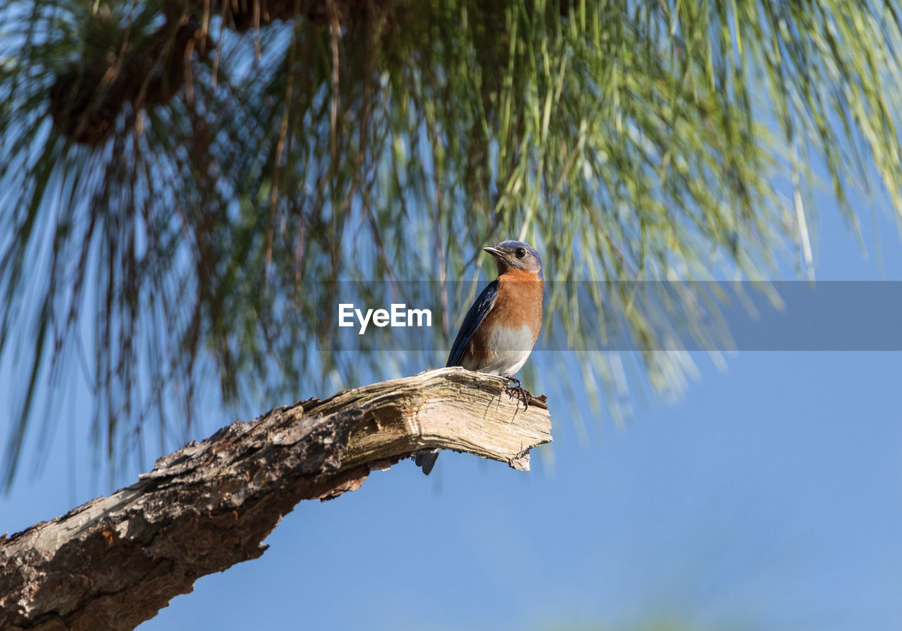 Male eastern bluebird sialia sialis perches on a branch high in a tree and looks down in sarasota
