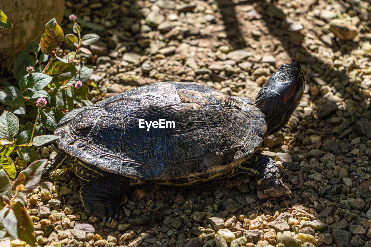 animal themes, animal, animal wildlife, turtle, reptile, tortoise, wildlife, one animal, shell, nature, animal shell, no people, tortoise shell, land, outdoors, day, sunlight, high angle view, sea turtle, plant, water