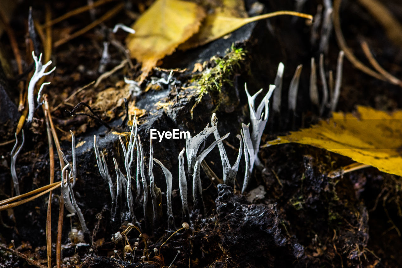 High angle view of dry leaves on field