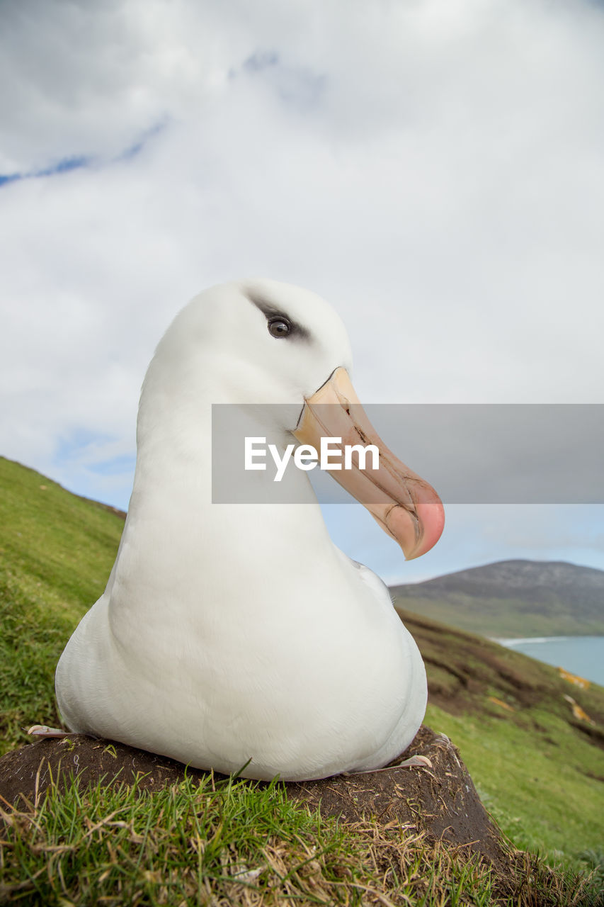 CLOSE-UP OF SWAN AGAINST SKY