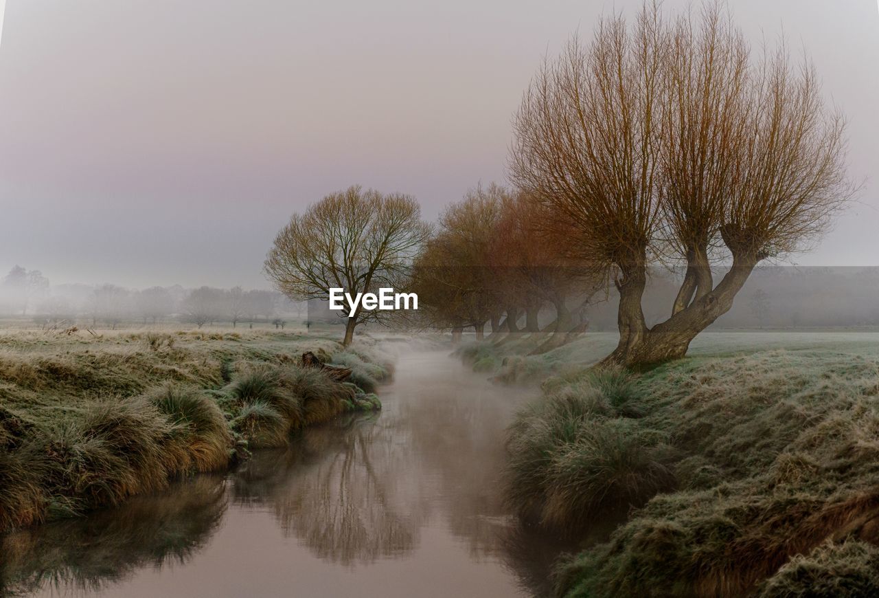 Muted frosty trees by a river at sunrise