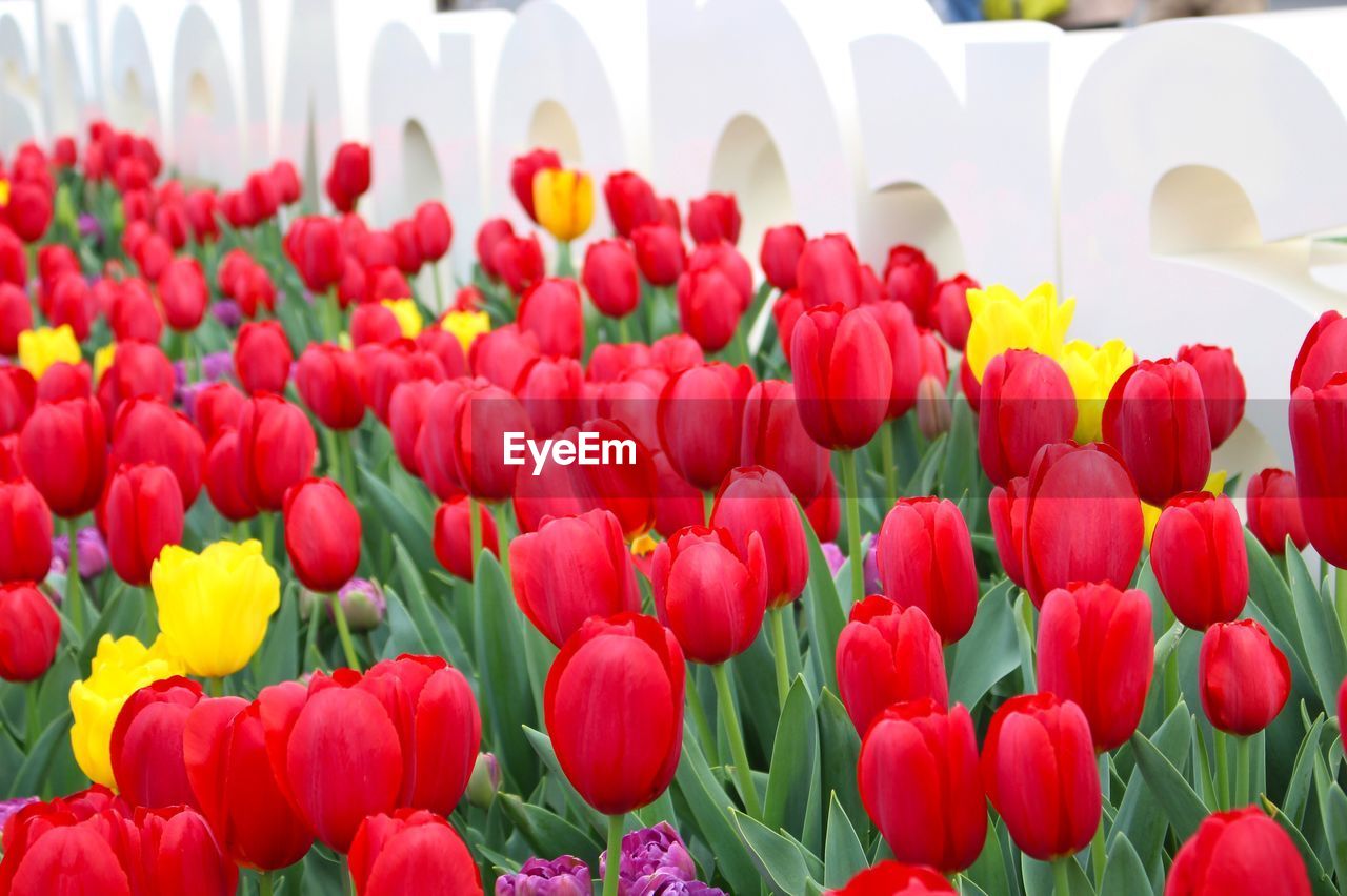 Close-up of multi colored tulips