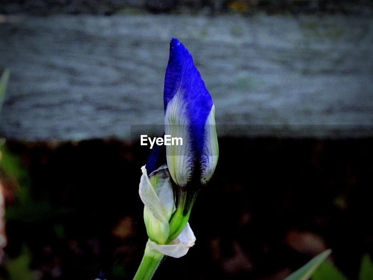 Blue bud blooming in garden